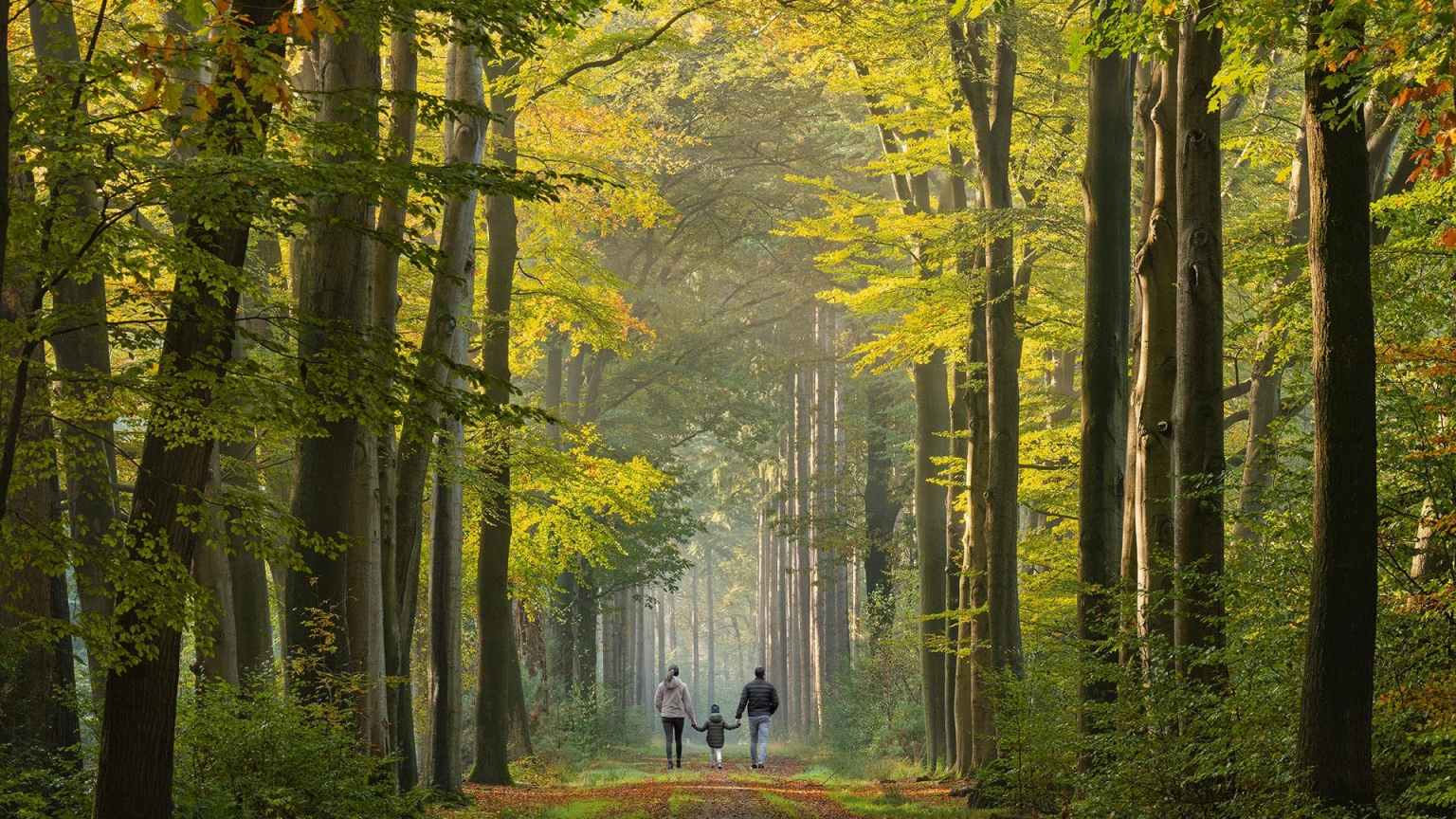 forests
